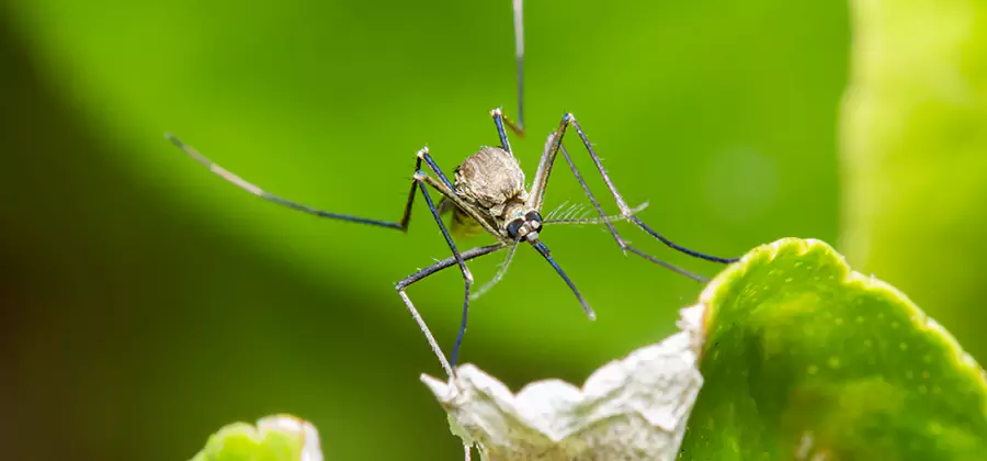 Natural Outdoor Mosquito Repellent in Corvallis