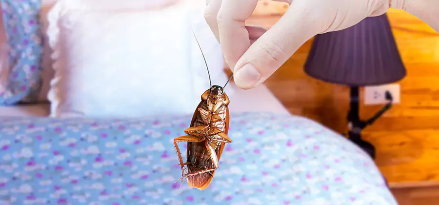 Bed Bug Inspection in Corvallis