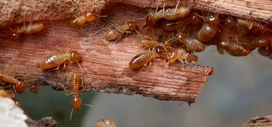 Termite Pest Management in Corvallis