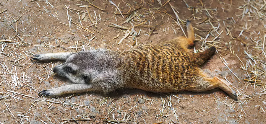 Dead Raccoon Removal in Corvallis