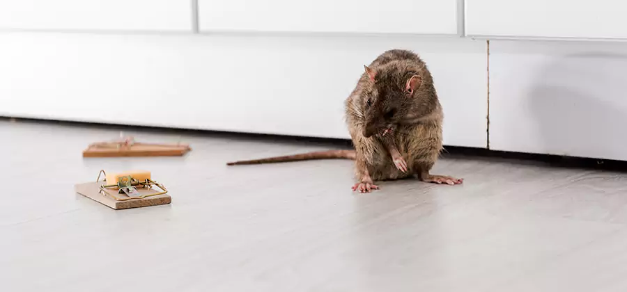 Rat Baiting Removal Service in Corvallis
