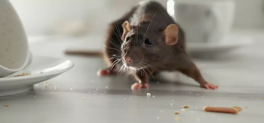 Attic Rat Exclusion Service in Corvallis