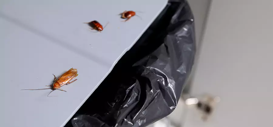 German Roach Pest Control in Corvallis