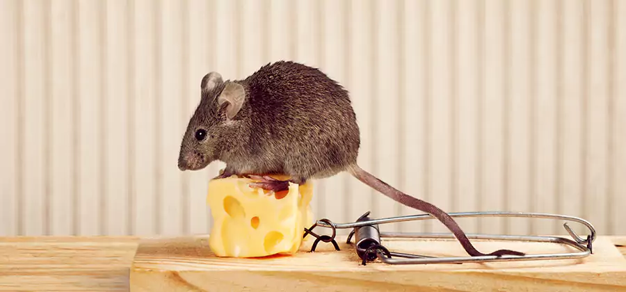 Commercial Rodent Exclusion Services in Corvallis