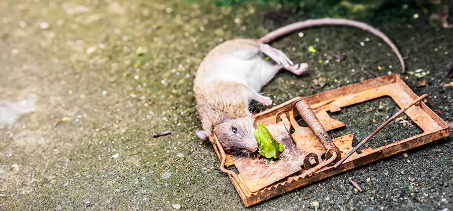 Rat Trapping in Corvallis