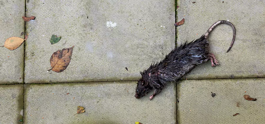 Rodent inspection service in Corvallis