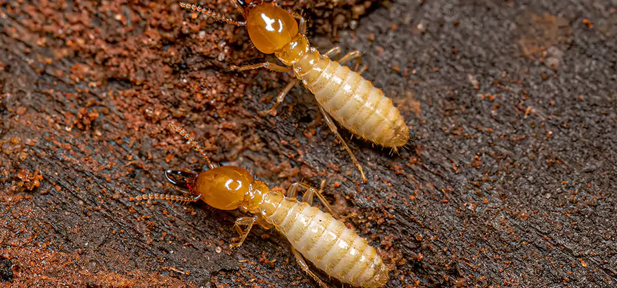 Sentricon Residential Termite Control in Corvallis