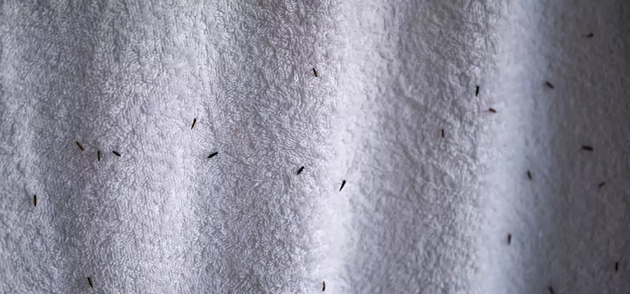 Small Black Ants in Bathroom Treatment in Corvallis