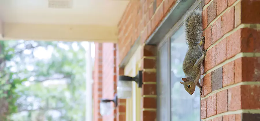 Squirrel Inside Walls Removal in Corvallis