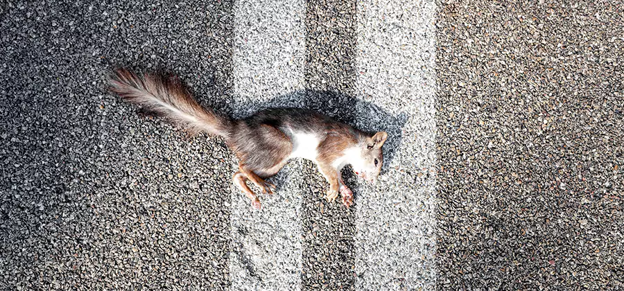 Dead Squirrel Removal in Corvallis
