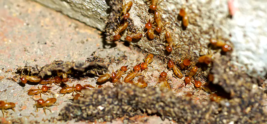 Wood Treatment and Localized Termite Solutions in Corvallis