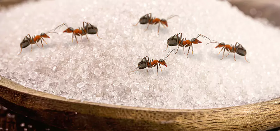 Indoor Sugar Ant Treatment in Corvallis
