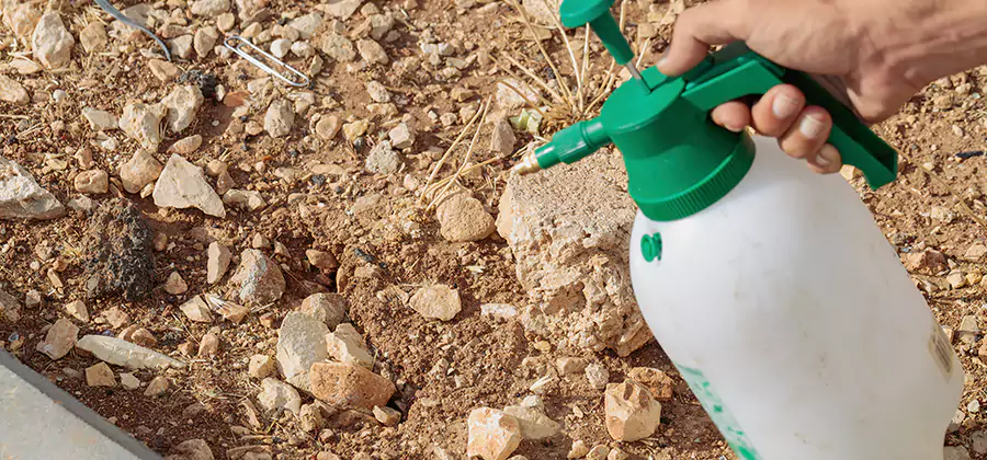 Heat Treatment Termite Cost in Corvallis