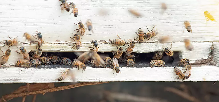 Residential Termite Fumigation in Corvallis
