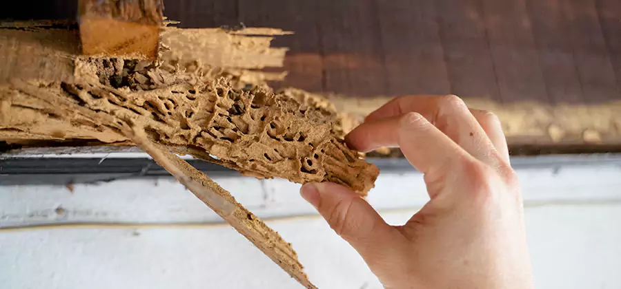 Pre-Purchase Termite Inspection in Corvallis