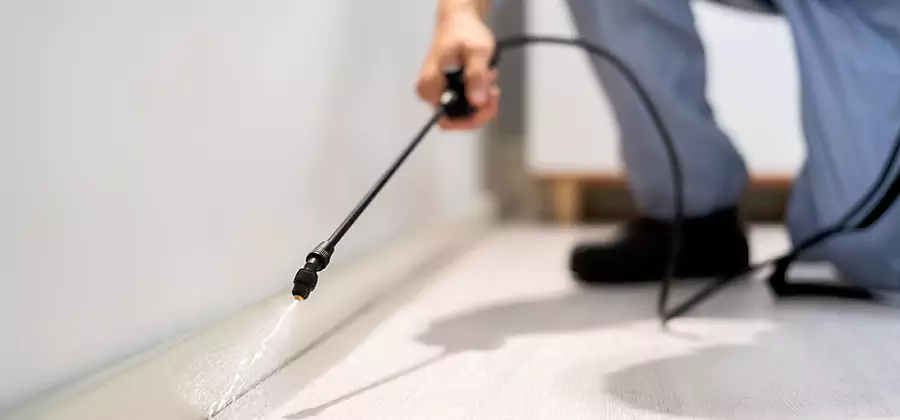 Direct Termite Injection Treatment in Corvallis