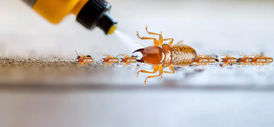 Foundation Termite Spraying Control in Corvallis