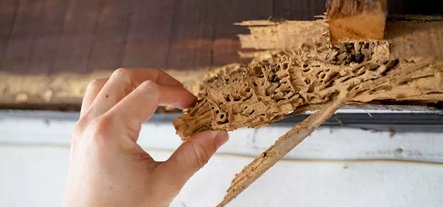 Pre-Construction Termite Treatment in Corvallis