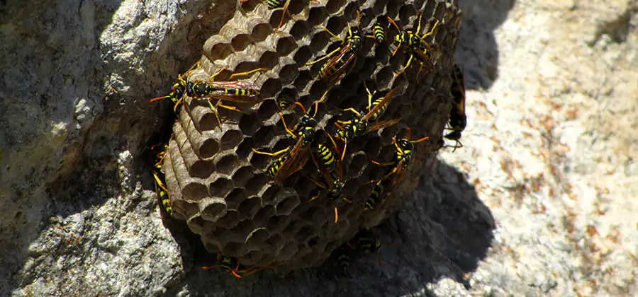 Wasp Nest in Tree Removal Corvallis