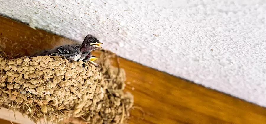 Bird Removal From House in Corvallis