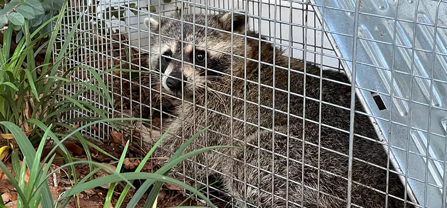 Wildlife Relocation Services in Corvallis