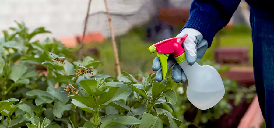 Yellow Jacket Pest Removal for Commercial Properties in Corvallis