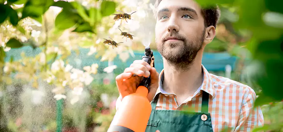 Yellow Jacket Wasp Removal in Corvallis