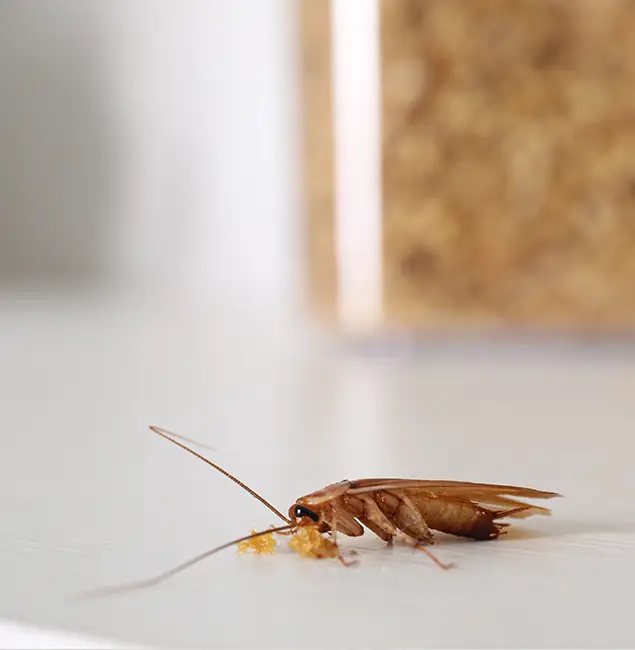 Why Corvallis Pest Control Pro Stands Out in Corvallis, OR?