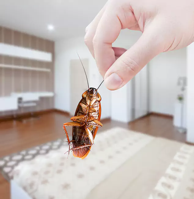 Why Corvallis Pest Control Pro Stand Out for Bed Bug Fumigation in Corvallis, OR?