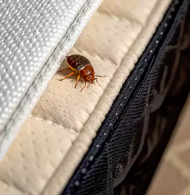 Why Choose Corvallis Pest Control Pro for Bed Bug Treatment at Home in Corvallis, OR?