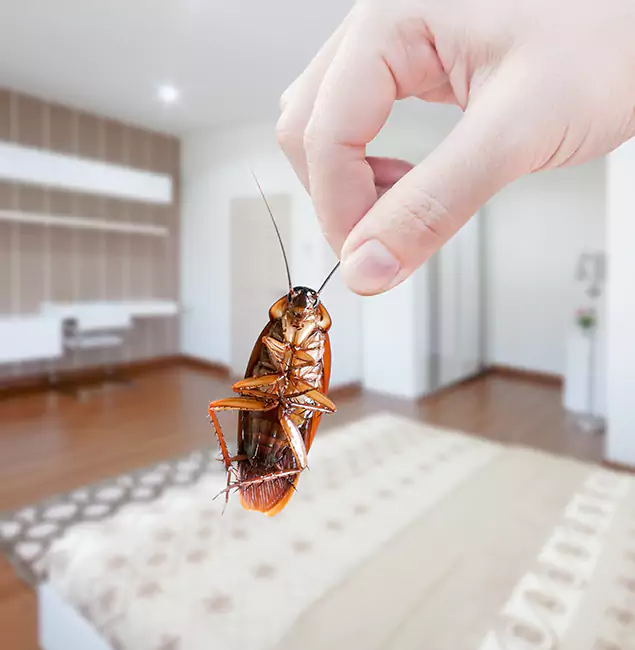 Why Corvallis Pest Control Pro Stand Out For Bed Bug Inspection in Corvallis, OR?