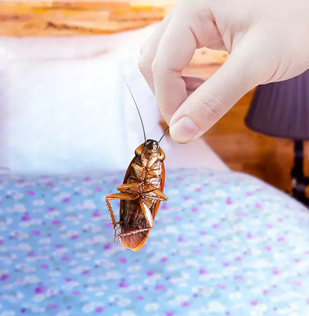 Why Choose Corvallis Pest Control Pro for Bed Bug Treatment in Corvallis, OR?