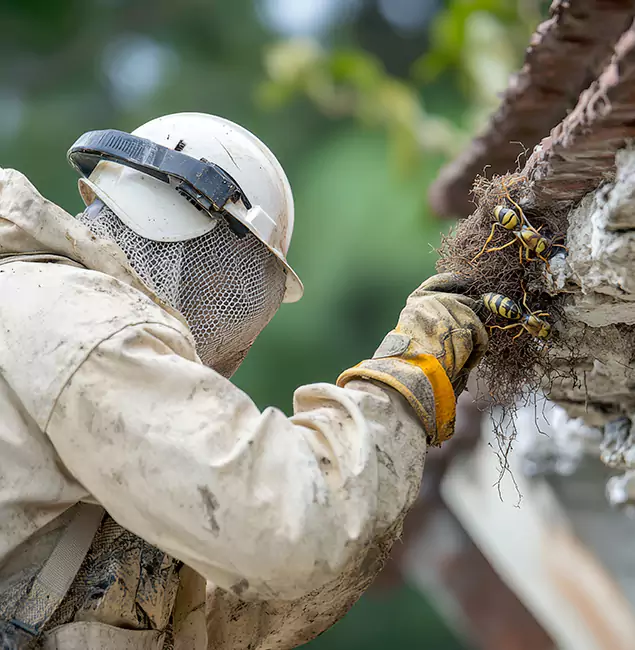Why Corvallis Property Owners Choose Corvallis Pest Control Pro for Bee Exterminator?