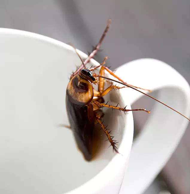 Why Corvallis, OR Residents Trust Corvallis Pest Control Pro for Cockroach Fumigation?