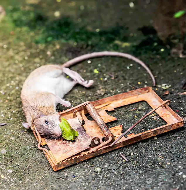 Why Corvallis, OR Homeowners Trust Corvallis Pest Control Pro for Rodent Removal?