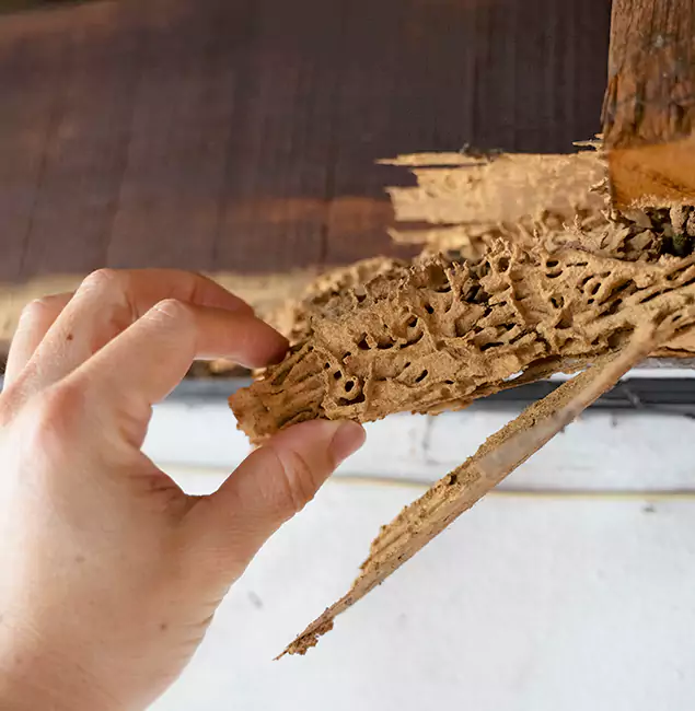 Why Choose Corvallis Pest Control Pro in Corvallis, OR?