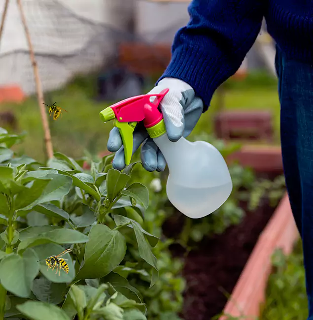 Why Corvallis Homeowners Choose Corvallis Pest Control Pro for Honey Bee Removal?