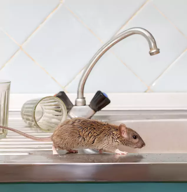 Why Corvallis, OR Trusts Corvallis Pest Control Pro for Humane Rodent Control?