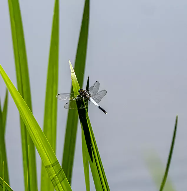 Why Corvallis Families Trust Corvallis Pest Control Pro for Mosquito Prevention?