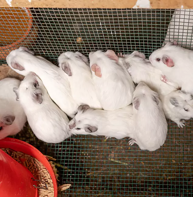 Why Corvallis Pest Control Pro Is the Trusted Choice in Corvallis, OR?