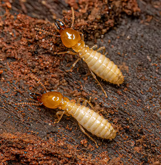 Why Choose Corvallis Pest Control Pro for Termite Treatment Without Tenting in Corvallis, OR?