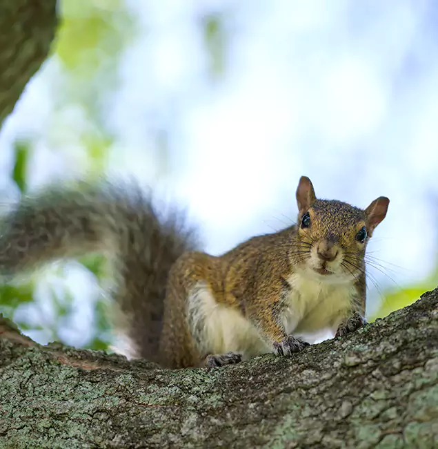 Why Corvallis, OR Relies on Corvallis Pest Control Pro for Squirrel Pest Control?