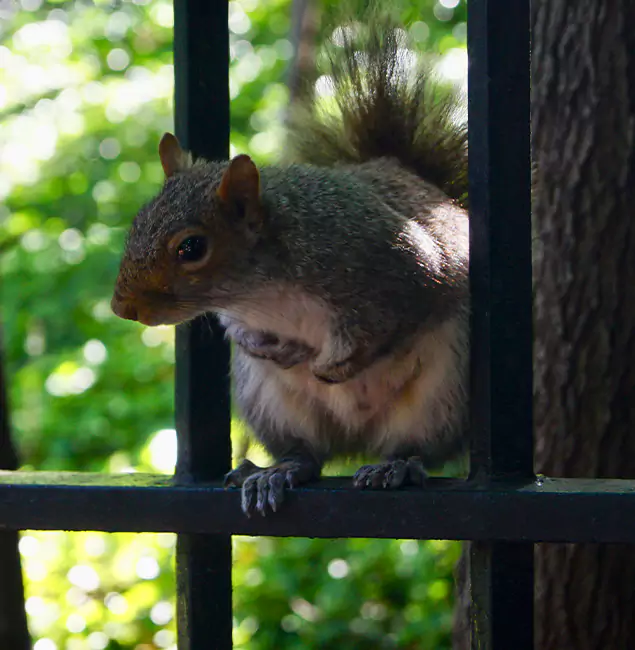 Why Corvallis, OR Chooses Corvallis Pest Control Pro for Squirrel Removal?
