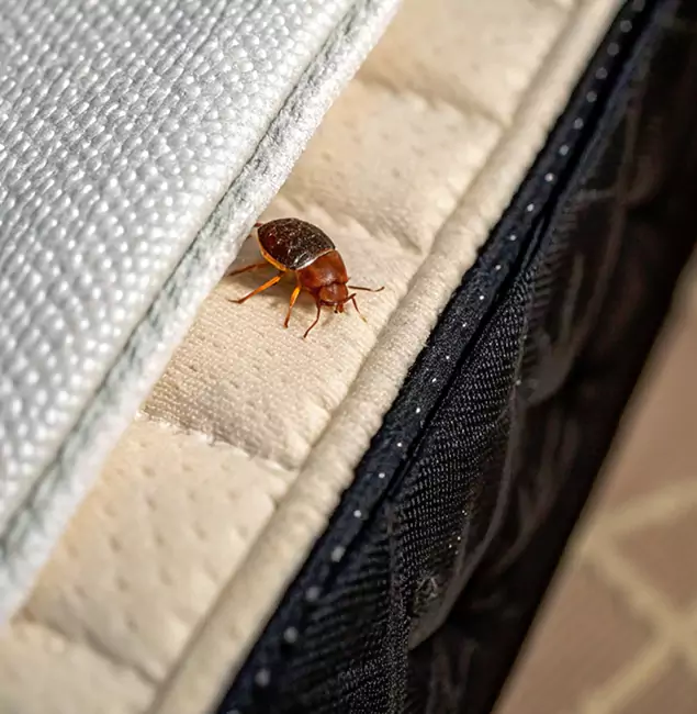 Why Corvallis Homeowners Trust Corvallis Pest Control Pro for Tick Treatment?