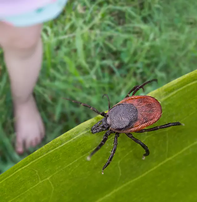 Why Corvallis Homeowners Choose Corvallis Pest Control Pro for Tick Extermination?