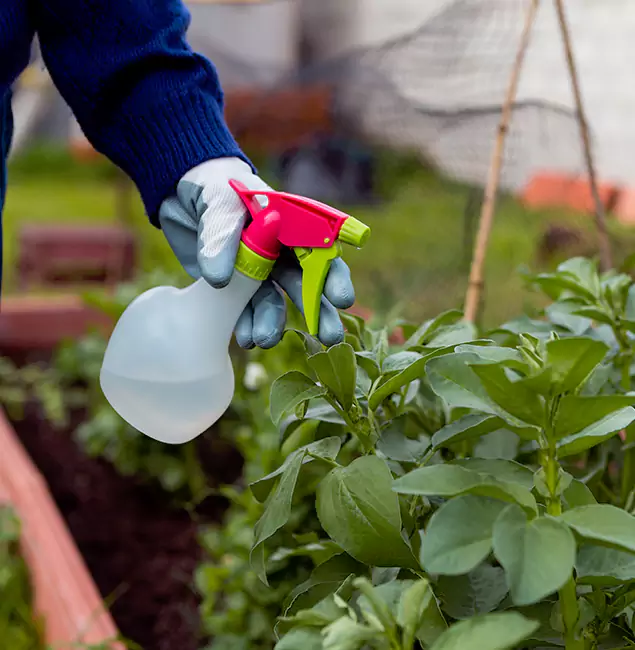 Why Corvallis Relies on Corvallis Pest Control Pro for Wasp Control Services?