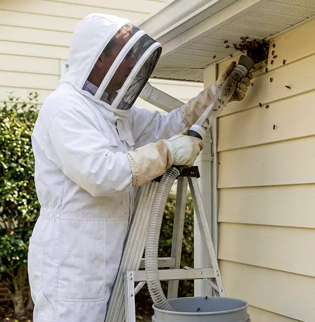 Why Corvallis Trusts Corvallis Pest Control Pro for Wasp Control?