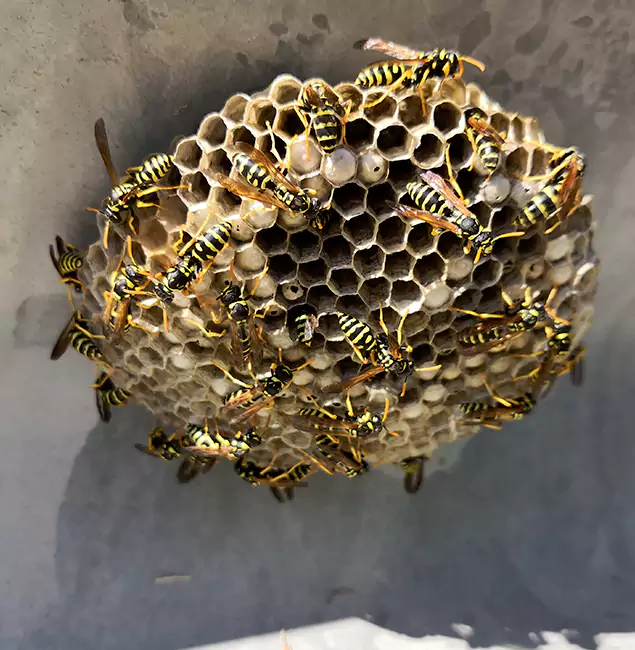 Why Corvallis Chooses Corvallis Pest Control Pro for Wasp Control Services?