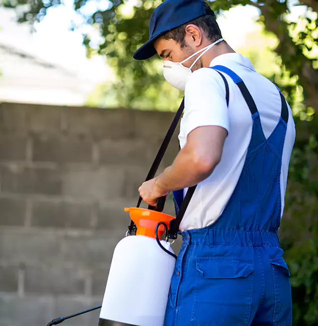 Why Corvallis Pest Control Pro Is the Right Choice for Yellow Jacket Removal in Corvallis, OR?