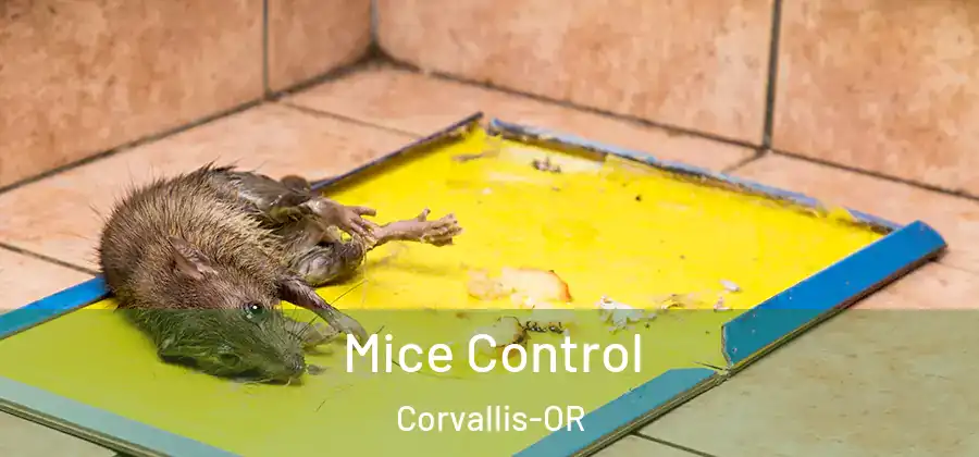 Mice Control Corvallis-OR
